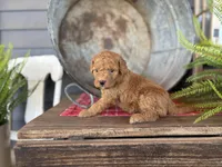 Clifford , a male Bernedoodle and Miniature Bernedoodle for sale in Trenton, MO – Photo 2 of 2