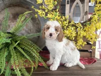 Finn, a male Bernedoodle and Miniature Bernedoodle for sale in Trenton, MO – Photo 7 of 8