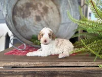 Finn, a male Bernedoodle and Miniature Bernedoodle for sale in Trenton, MO – Photo 2 of 3