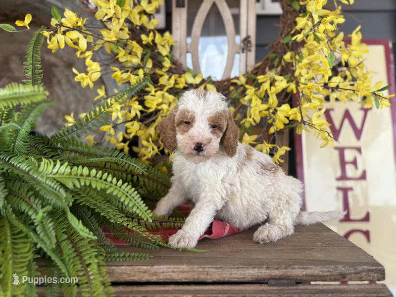 Finn – Bernedoodle, Miniature Bernedoodle puppy for sale in Trenton, MO
