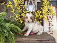 Finn, a male Bernedoodle and Miniature Bernedoodle for sale in Trenton, MO – Photo 8 of 8