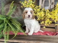Finn, a male Bernedoodle and Miniature Bernedoodle for sale in Trenton, MO – Photo 5 of 8