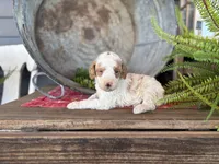 Finn, a male Bernedoodle and Miniature Bernedoodle for sale in Trenton, MO – Photo 1 of 3