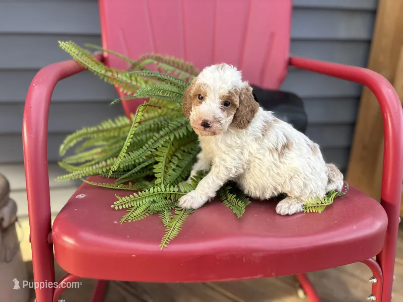 Finn – Bernedoodle, Miniature Bernedoodle puppy for sale in Trenton, MO