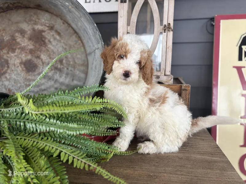 Finn – Bernedoodle, Miniature Bernedoodle puppy for sale in Trenton, MO