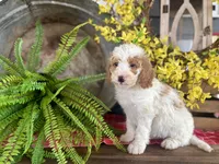 Finn, a male Bernedoodle and Miniature Bernedoodle for sale in Trenton, MO – Photo 4 of 8