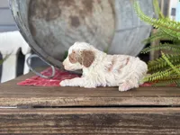 Finn, a male Bernedoodle and Miniature Bernedoodle for sale in Trenton, MO – Photo 3 of 3