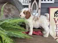 Finn, a male Bernedoodle and Miniature Bernedoodle for sale in Trenton, MO – Photo 2 of 8