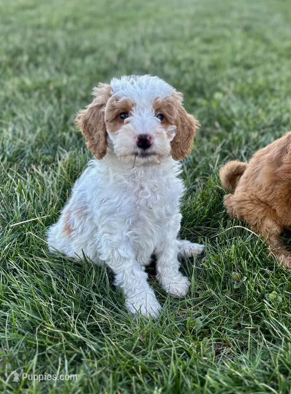 Finn – Bernedoodle, Miniature Bernedoodle puppy for sale in Trenton, MO