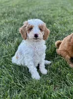 Finn, a male Bernedoodle and Miniature Bernedoodle for sale in Trenton, MO – Photo 3 of 8