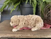 Ash, a male Cockapoo and Cocker Spaniel for sale in Trenton, MO – 3 of 3