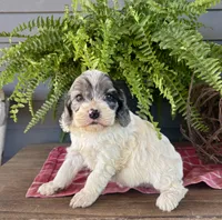 Hazel, a female Cockapoo and Cocker Spaniel for sale in Trenton, MO – 10 of 10