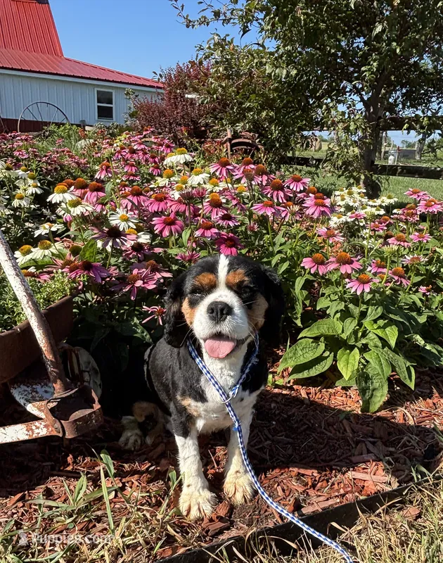 Daisy  – Cavalier King Charles Spaniel puppy for sale in Trenton, MO