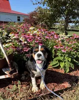 Daisy , a female Cavalier King Charles Spaniel for sale in Trenton, MO – 1 of 2