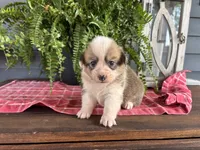 AKC- Jayden , a female Pembroke Welsh Corgi for sale in Trenton, MO – 2 of 2