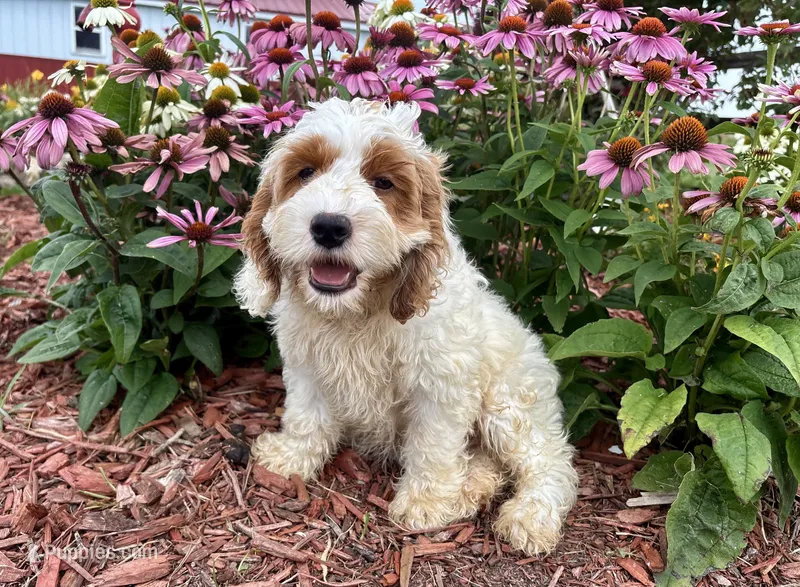 Cookie – Cockapoo, Cocker Spaniel puppy for sale in Trenton, MO
