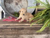 Alice , a female Bernedoodle and Miniature Bernedoodle for sale in Trenton, MO – Photo 3 of 3