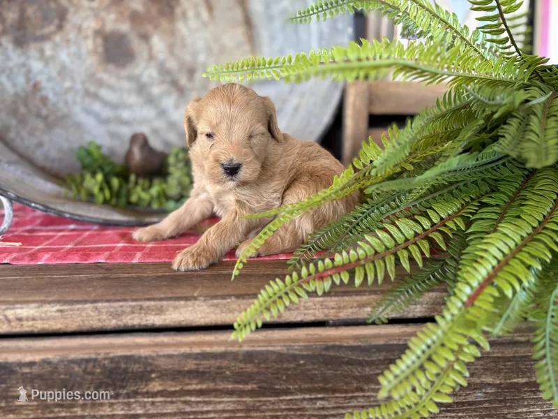 Alice  – Bernedoodle, Miniature Bernedoodle puppy for sale in Trenton, MO