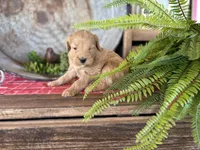 Alice , a female Bernedoodle and Miniature Bernedoodle for sale in Trenton, MO – Photo 1 of 3
