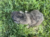 Lucy, a female Aussiedoodle and Miniature Aussiedoodle for sale in Trenton, MO – 3 of 3