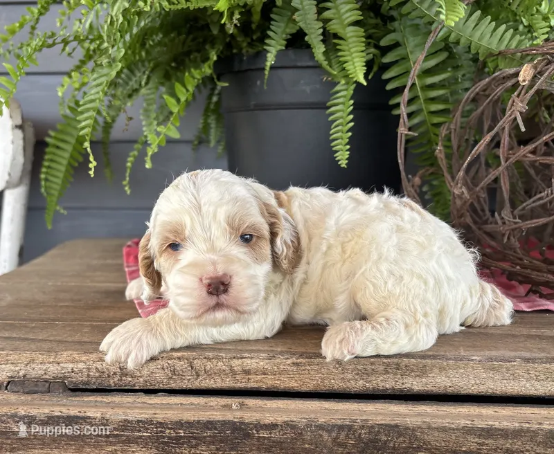 Cookie – Cockapoo, Cocker Spaniel puppy for sale in Trenton, MO