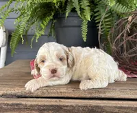 Cookie, a male Cockapoo and Cocker Spaniel for sale in Trenton, MO – 1 of 3