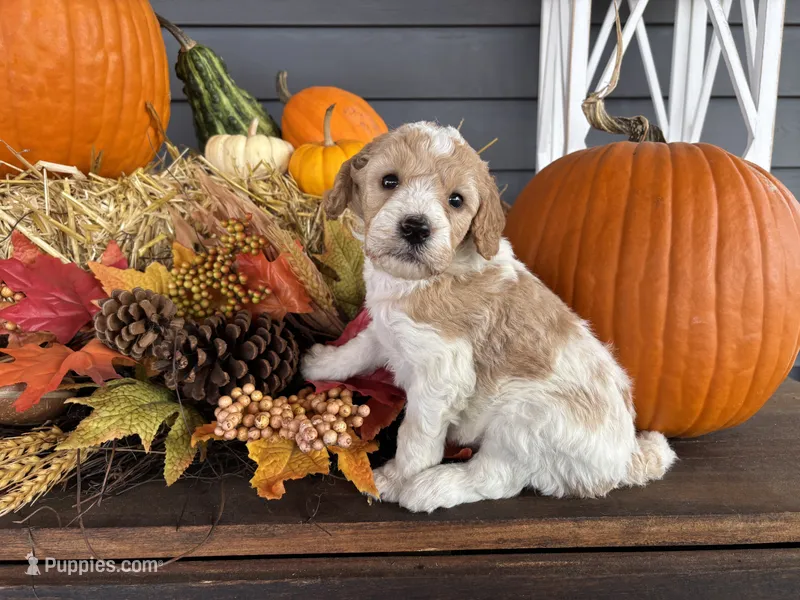 Baxter  – Miniature Bernedoodle, Bernefie puppy for sale in Trenton, MO