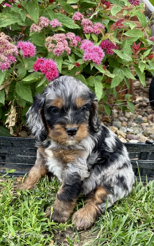 Dexter – Cockapoo, Cocker Spaniel puppy for sale in Trenton, MO