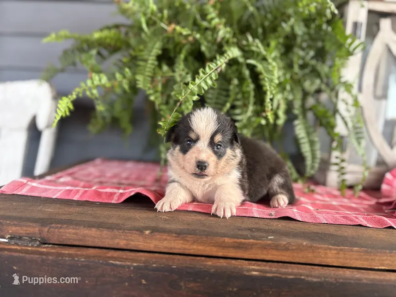 AKC-Gunner – Pembroke Welsh Corgi puppy for sale in Trenton, MO