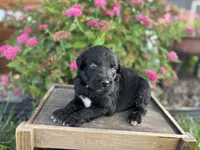 Abby, a female Aussiedoodle and Miniature Aussiedoodle for sale in Trenton, MO – 2 of 2