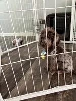 Pierre, a male Poodle - Miniature  for sale in Spartanburg, SC – 3 of 7
