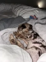 Pierre, a male Poodle - Miniature  for sale in Spartanburg, SC – 5 of 7