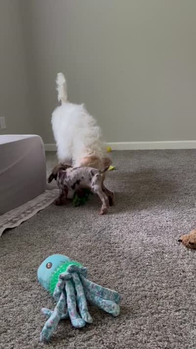 Pierre, a male Poodle - Miniature  for sale in Spartanburg, SC – 7 of 7