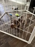 Pierre, a male Poodle - Miniature  for sale in Spartanburg, SC – 6 of 7
