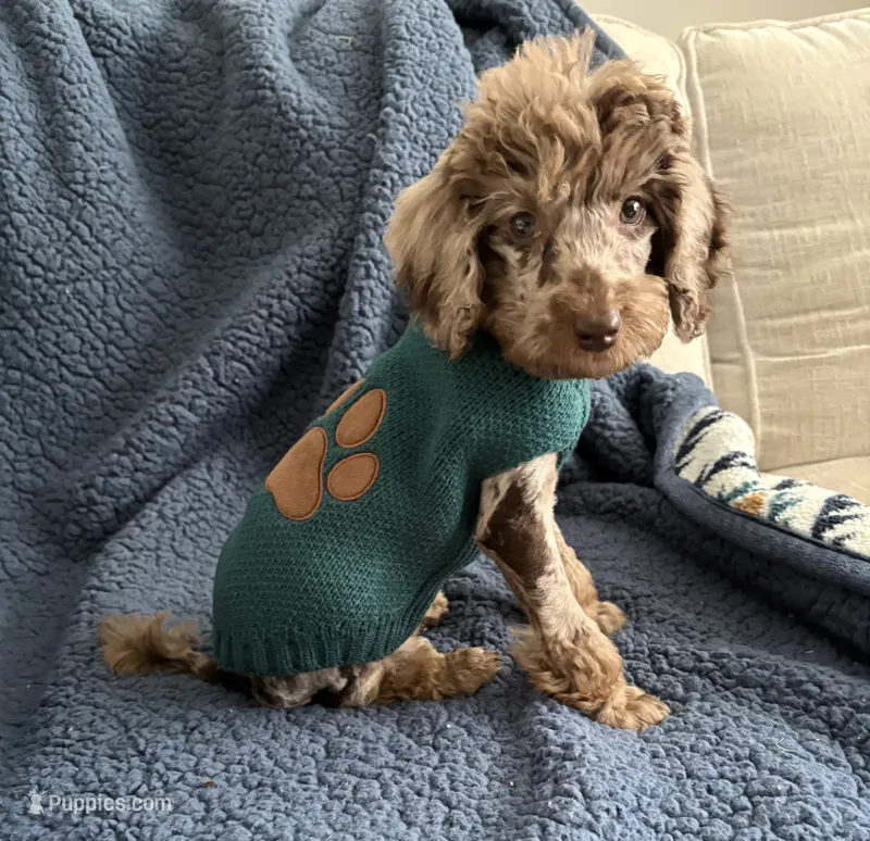 Pierre – Poodle - Miniature  puppy for sale in Spartanburg, SC