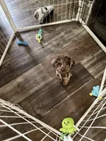 Pierre, a male Poodle - Miniature  for sale in Spartanburg, SC – 4 of 7