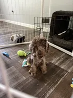 Pierre, a male Poodle - Miniature  for sale in Spartanburg, SC – 2 of 7