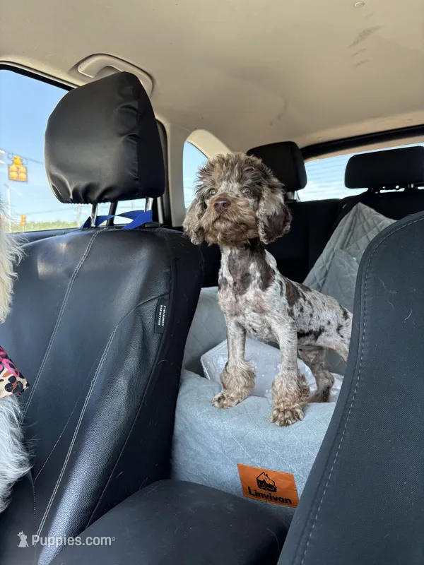 Pierre – Poodle - Miniature  puppy for sale in Spartanburg, SC