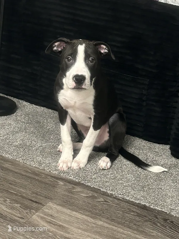 Koda – American Pit Bull Terrier puppy for sale in Arlington, TX