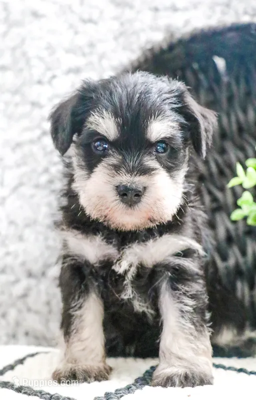 Teapup | Puppies.com