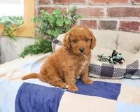 F1B Donut, a male Cavapoo for sale in Syracuse, IN – 2 of 6