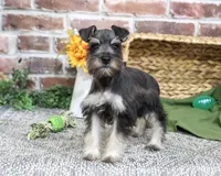 AKC Denver, a male Miniature Schnauzer for sale in Syracuse, IN – 3 of 5