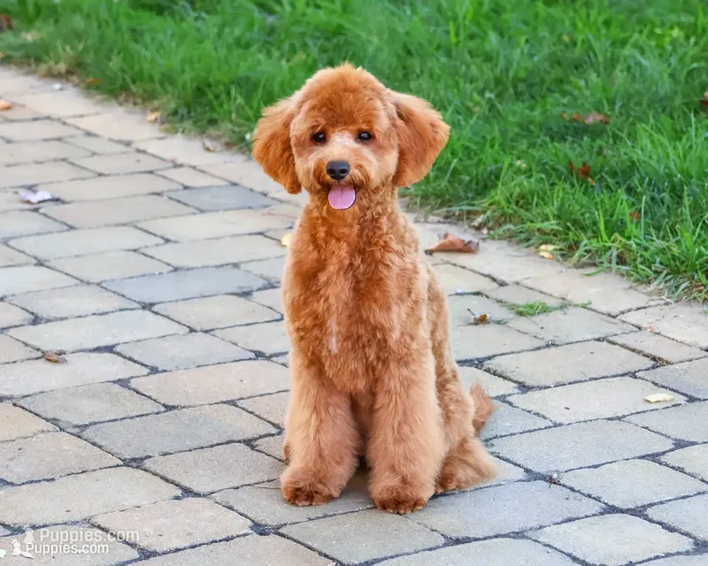 F1B Chanel – Cavapoo puppy for sale in Syracuse, IN