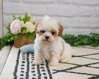F1 Patty , a female Cavapoo for sale in Syracuse, IN – 4 of 9