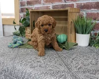F1B Denny, a male Goldendoodle for sale in Syracuse, IN – 2 of 5