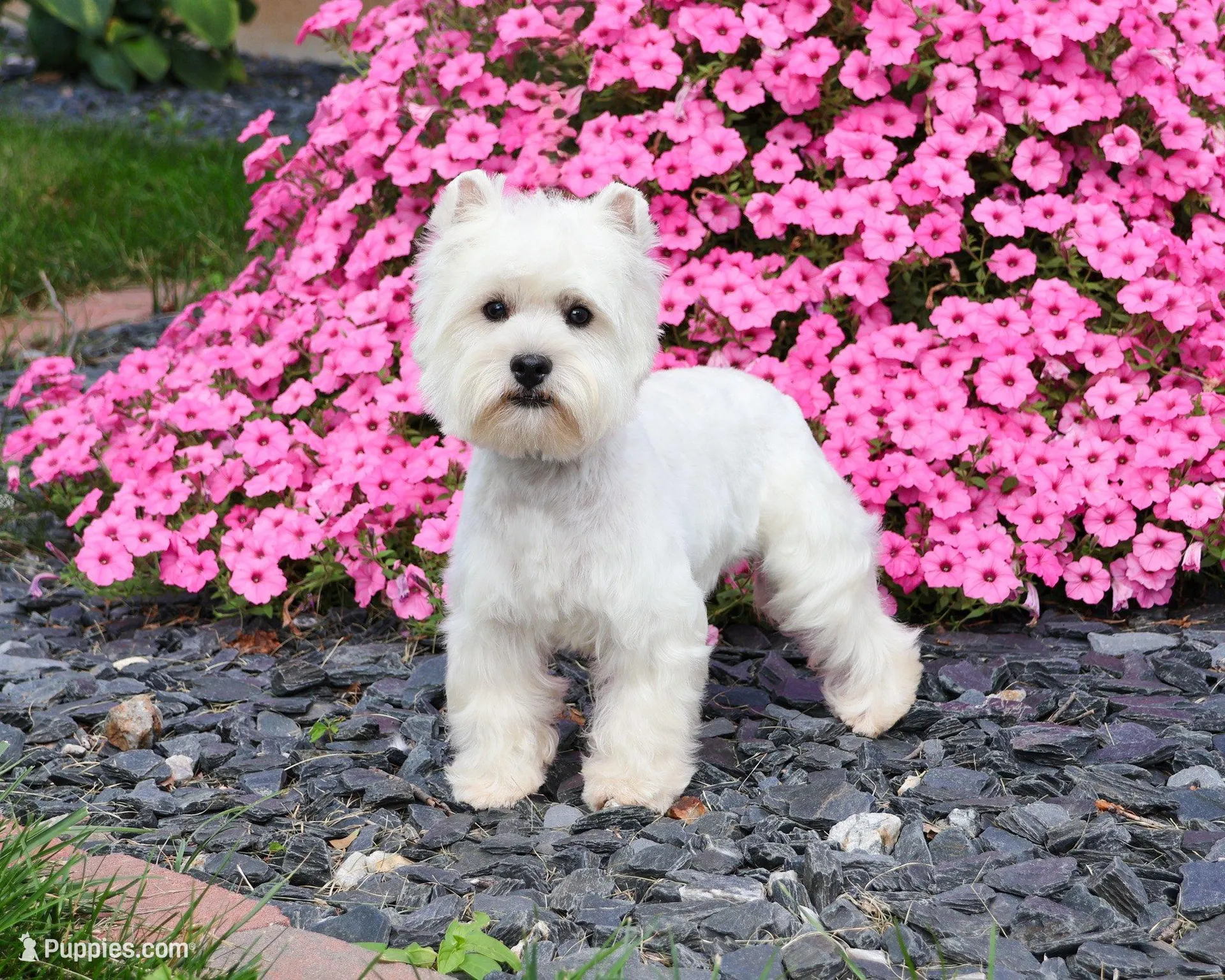 AKC Oliver , a male West Highland White Terrier for sale in Syracuse, IN – Photo 7 of 8