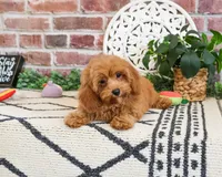 F1B Frappe, a female Cavapoo for sale in Syracuse, IN – 4 of 5