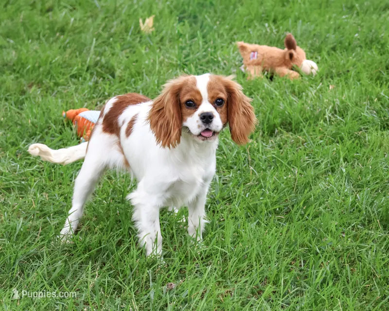 AKC Keanu  – Cavalier King Charles Spaniel puppy for sale in Syracuse, IN