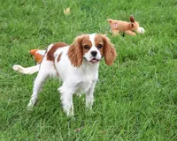 AKC Keanu , a male Cavalier King Charles Spaniel for sale in Syracuse, IN – 1 of 10