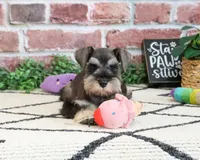 AKC Taylor , a female Miniature Schnauzer for sale in Syracuse, IN – 2 of 5